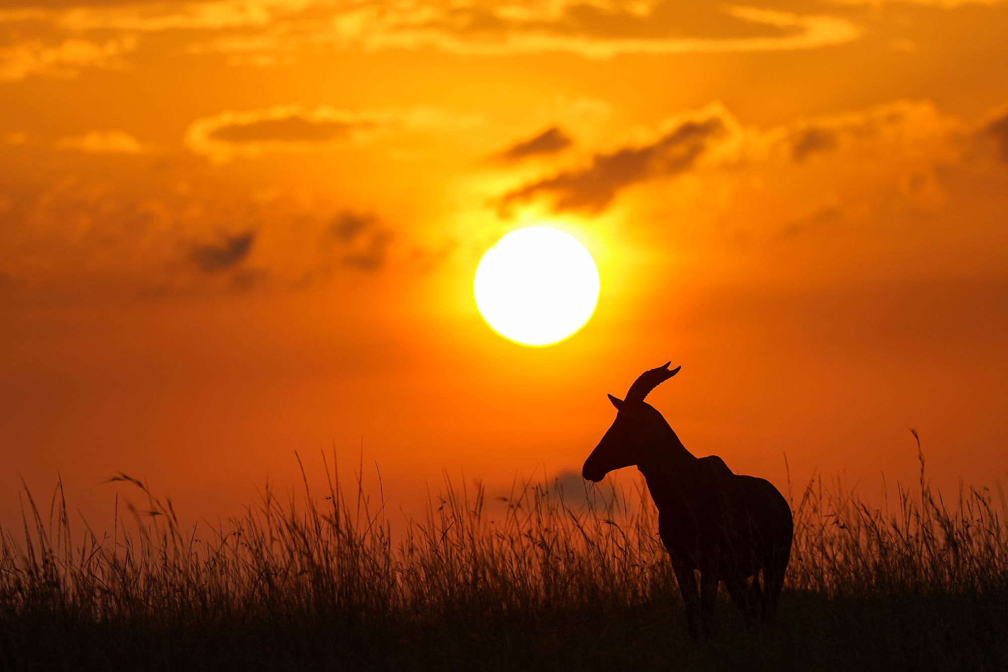 Golden Wild